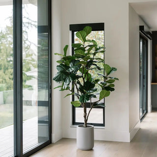 Potted fiddle leaf fig plant in a modern interior setting with large windows.