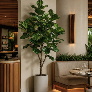A tall fiddle-leaf fig plant in a white cylindrical pot, placed in a modern indoor seating area with beige walls, wood accents, and a upholstered bench.