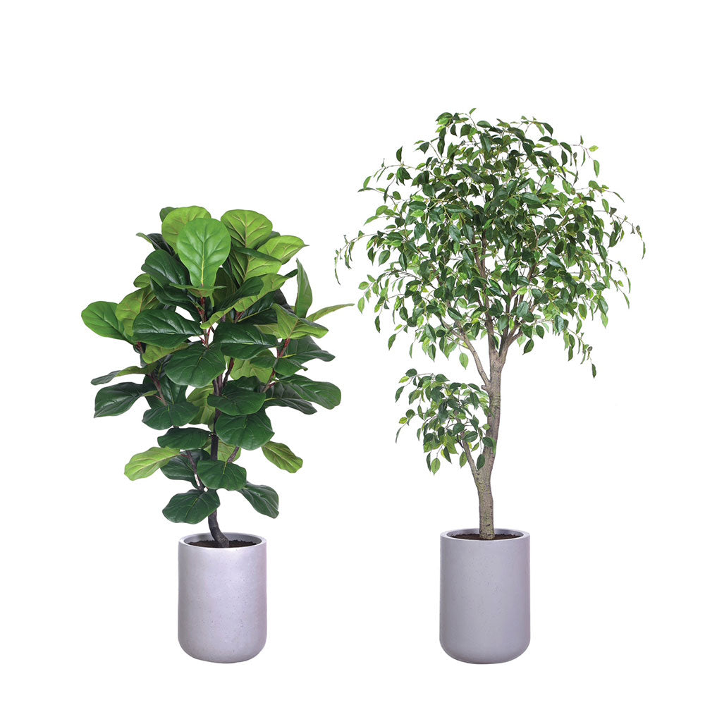 Fiddle Leaf Fig and Ficus