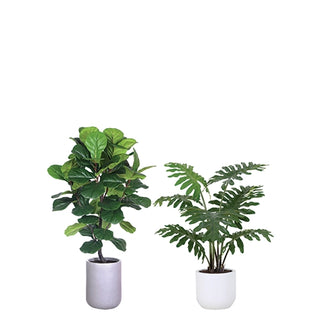 Artificial Fiddle Leaf Fig Tree and Potted Philodendron