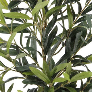 Close-up of green leaves on a white background