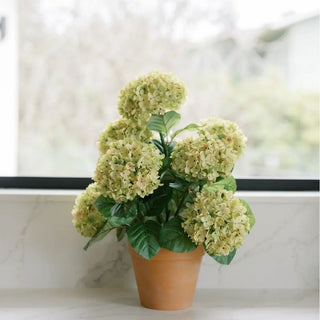 Potted plant with green flowers on a marble surface