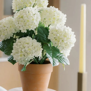 Potted plant with white flowers and green leaves on a white background
