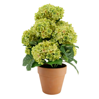 Green Hydrangea plant in traditional pot 