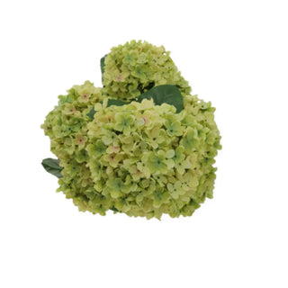 Heart-shaped arrangement of green flowers on a white background