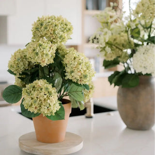 Hydrangea plant in traditional pot on white kitchen counter 