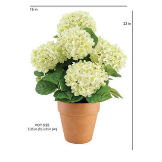 Potted plant with white flowers and green leaves on a white background