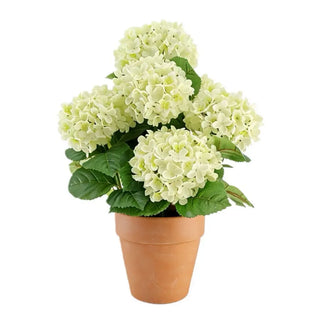 Potted plant with white flowers and green leaves on a white background