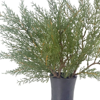 Hearthside Evergreen
