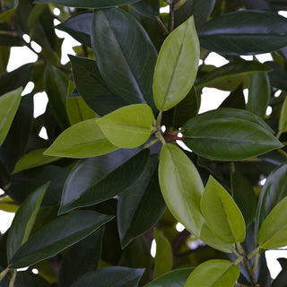 6' Artificial Laurel Tree