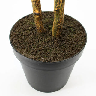 7' Citrus Lemon Tree