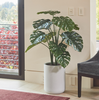 CG Hunter 4' Monstera Plant in Modern Gray Planter positioned beautifully in a stylish living area, creating a serene and luxurious ambiance.