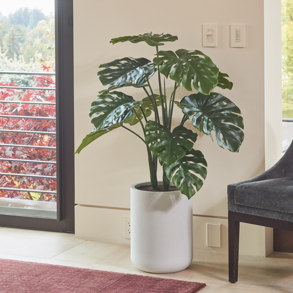 4' Monstera Plant in Modern Gray Planter