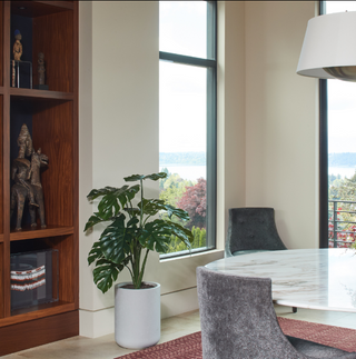 CG Hunter 4' Monstera Plant in Modern Gray Planter accentuating a refined dining space with its vibrant foliage, perfect for adding an upscale touch to home decor.