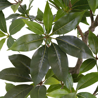Close-up of the vibrant leaves of the 7' Faux Potted Money Tree by CG Hunter, epitomizing luxurious greenery for sophisticated interior decor.