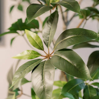 7' Faux Potted Money Tree