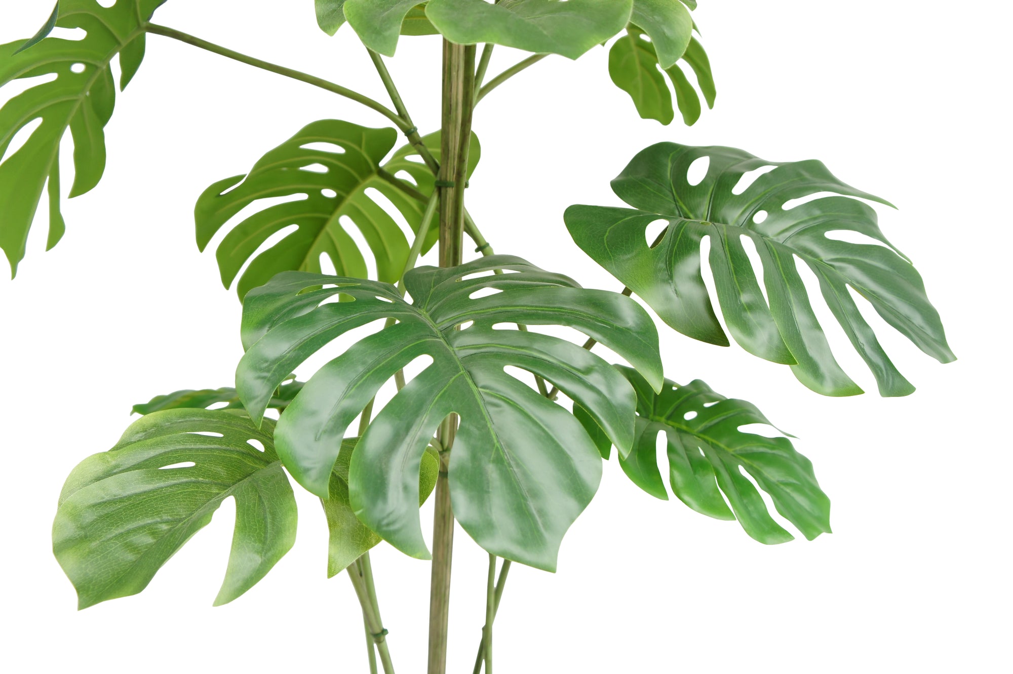 5' Monstera Leaf on White Background