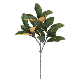 Magnolia in Warm Clay