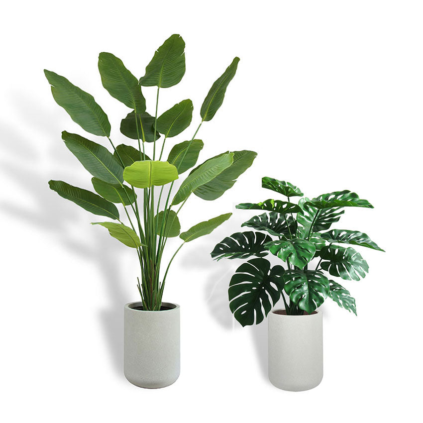 Bird of Paradise and Monstera