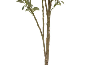Close-up of the trunk of the 7' Artificial Wispy Olive Tree by CG Hunter, highlighting its hand-painted details for a natural look.