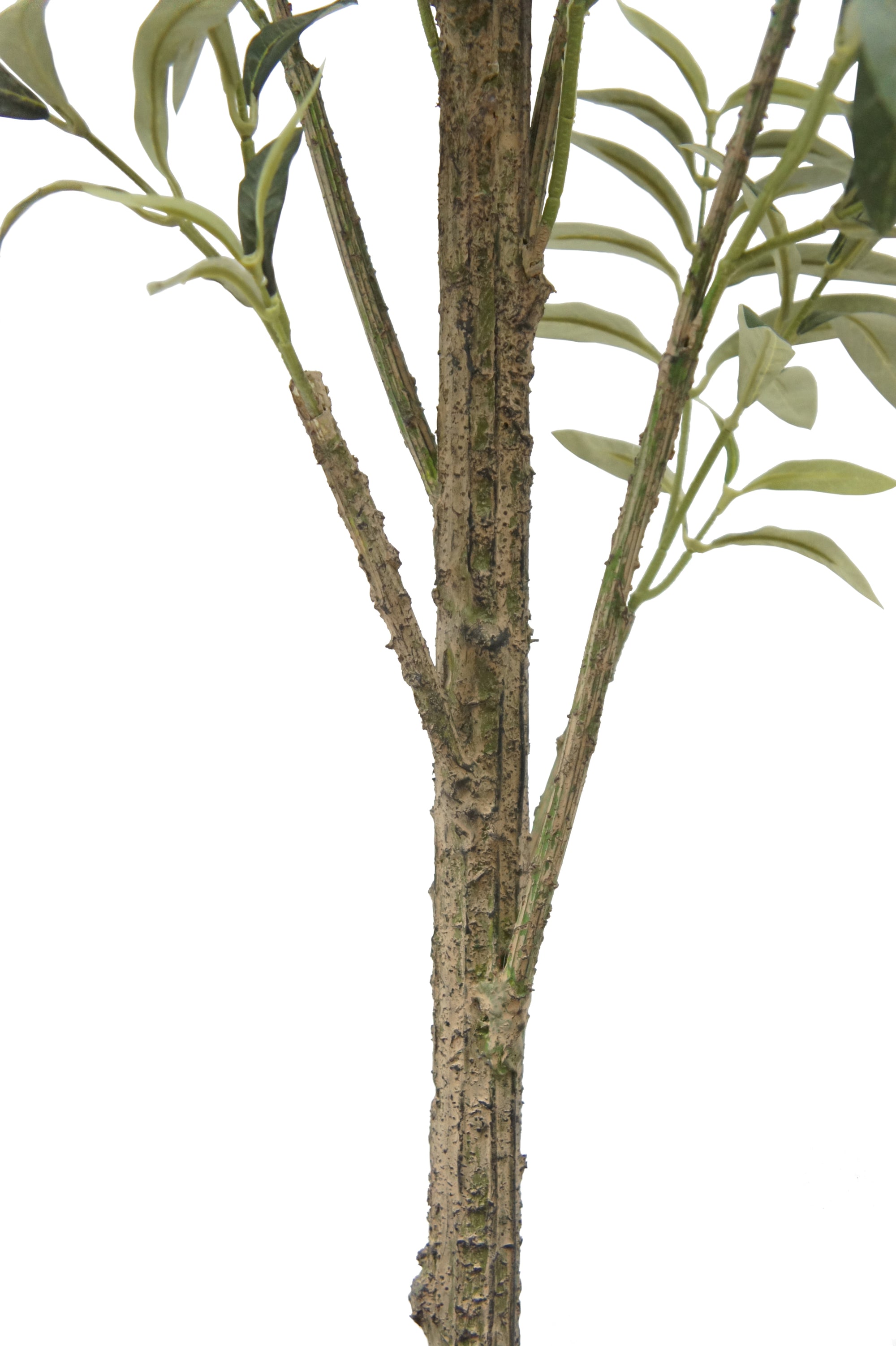 7' Faux Slim Olive Tree Stem on White Background