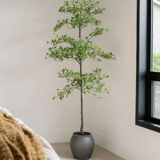 Potted plant in a room with a window
