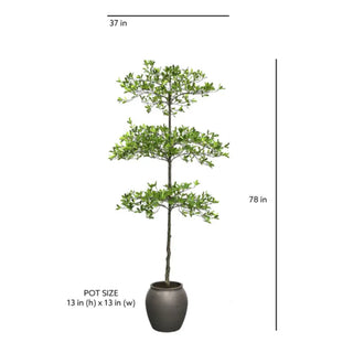 Potted plant with dimensions indicated on a white background