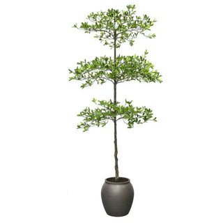 Potted plant with green leaves on a white background