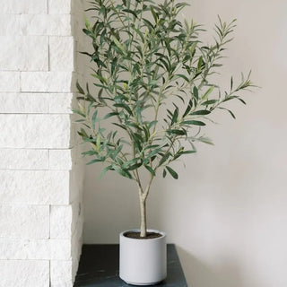 Potted plant with green leaves in a white pot against a light gray wall.