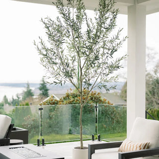 Potted olive tree on a patio with chairs and a table