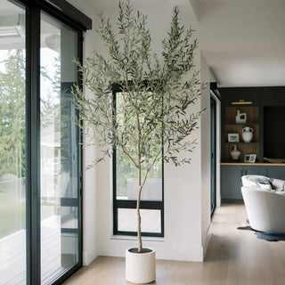 Potted plant in a modern living room with large windows
