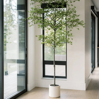 Potted tree in a modern interior setting with large windows