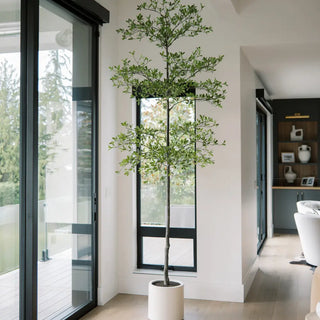 Potted plant in a modern interior setting with large windows