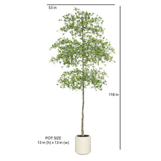 Potted tree with dimensions indicated on a white background