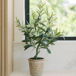 24" Olive Topiary Tree in Terracotta Pot