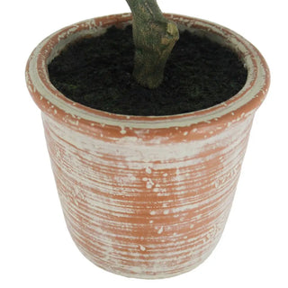 24" Olive Topiary Tree in Terracotta Pot