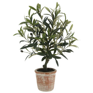 Potted plant with green leaves on a white background