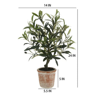 24" Olive Topiary Tree in Terracotta Pot