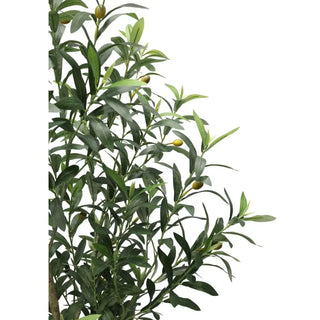 6' Olive Topiary Tree in Black Pot