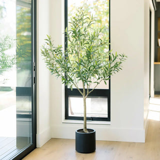 6' Olive Topiary Tree in Black Pot