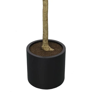 6' Olive Topiary Tree in Black Pot