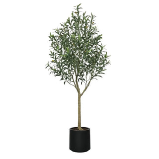 Potted olive tree on a white background
