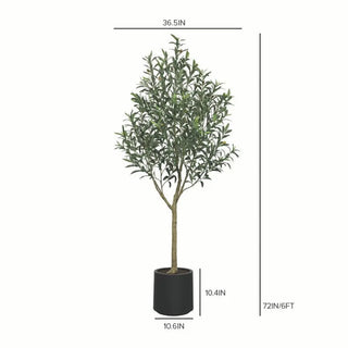 6' Olive Topiary Tree in Black Pot