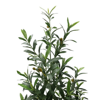 6' Slim Olive Tree in Black Pot