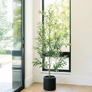 6' Slim Olive Tree in Black Pot