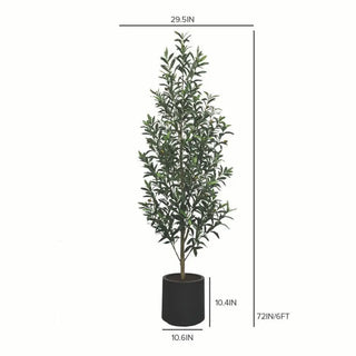 6' Slim Olive Tree in Black Pot