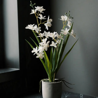 Potted white orchid plant on a dark surface with a neutral background
