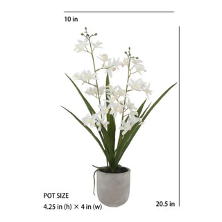 White Vanda Orchid with dimensions on white background 