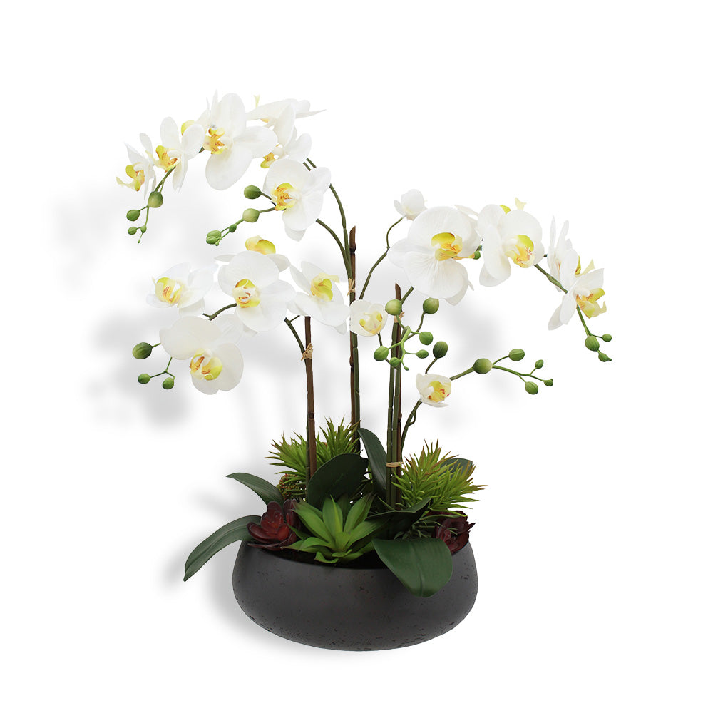 orchid succulent centerpiece FLORAL 24IN Orchid with Succulents CG Hunter
