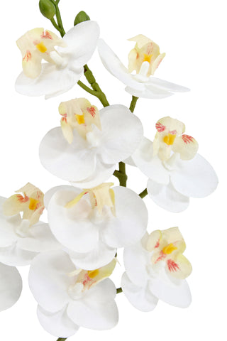 Lifelike white Phalaenopsis orchid blooms, showcasing intricate details, presented by CG Hunter in an elegant design. Perfect for adding sophistication to home decor.